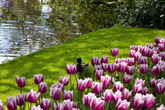 Amsterdam mama 2026-4831.jpg